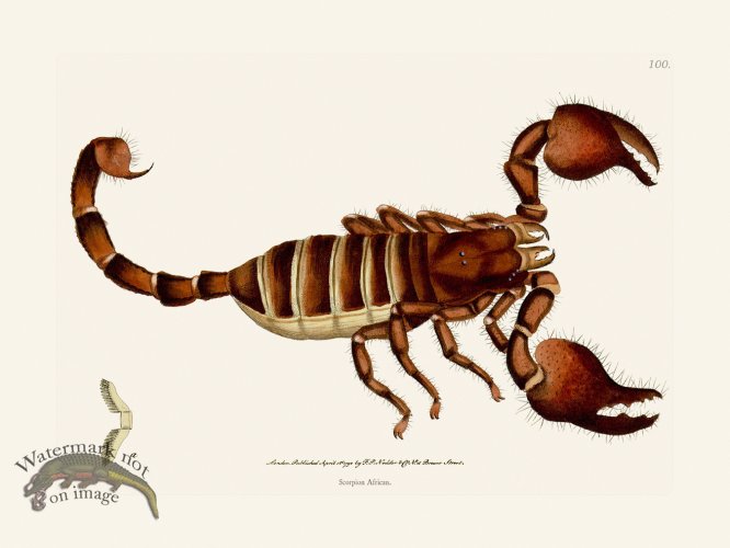 (image for) 100 Scorpion Africa