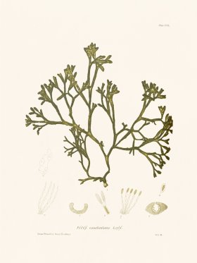 Bradbury Seaweed 140