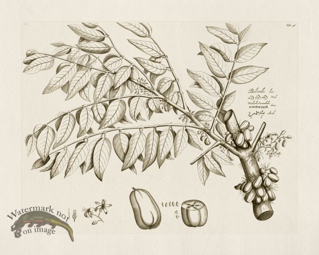 (image for) HORTUS VOl 03 46