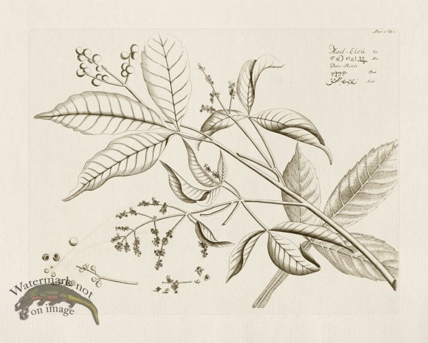 (image for) HORTUS VOl 05 01