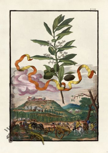 (image for) Volckamer 087