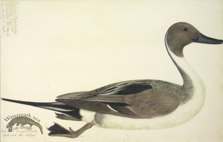 (image for) 253 Swedish Birds . Anas Acuta, Northern Pintail, Male