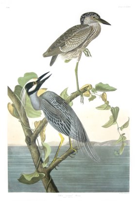 Yellow-Crowned Heron