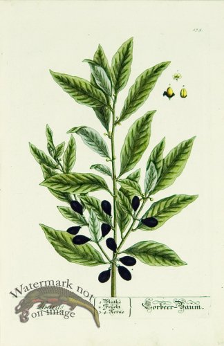 (image for) Blackwell German 145