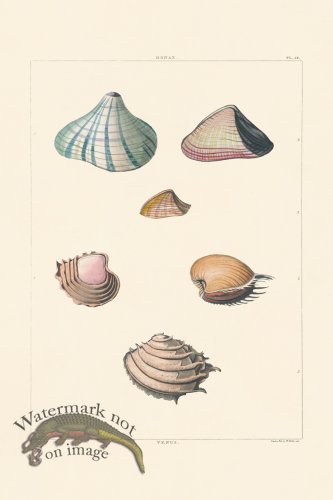 (image for) Perry Shell 58