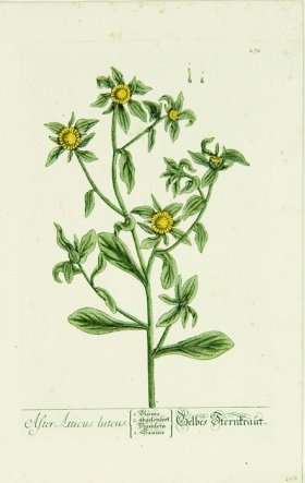 Blackwell German 060