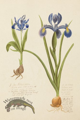 (image for) Blomboken 001