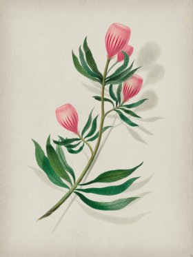 Andean Botanicals 014