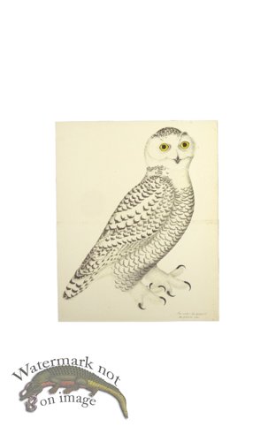(image for) SNOWY OWL, JUVENILE, MALE . PL 30