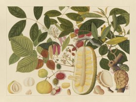 Andalas Botanicals 01