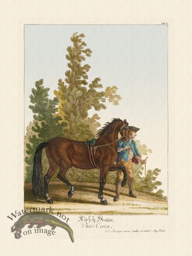 (image for) Ridingers Horses 08