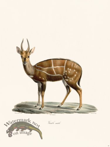 Cuvier 038 Male Guibe