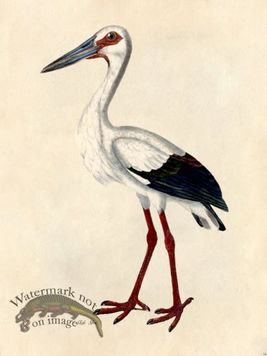 (image for) White Stork - Tribute Bd 16