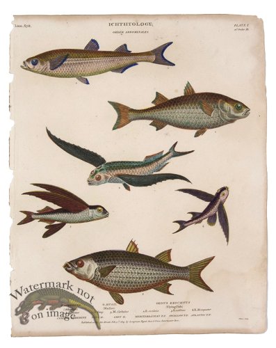 (image for) Atherine Mullet Flying Fish