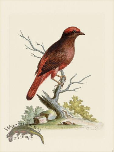 (image for) Edwards 039 Red Bird