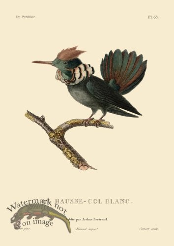 (image for) Humming Bird 68