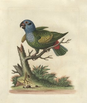Edwards Parrot 34.jpg
