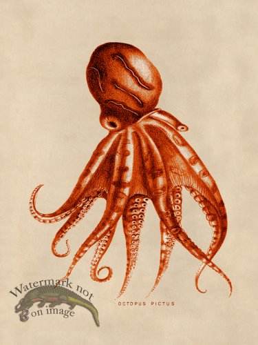 (image for) Octopus Orange 10