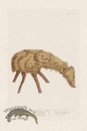 (image for) BEE 360 The Scythian Lamb