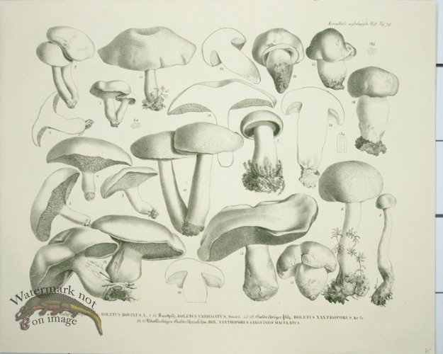 (image for) Mushroom Atlas 47