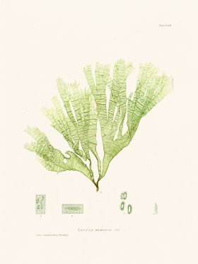 Bradbury Seaweed 157