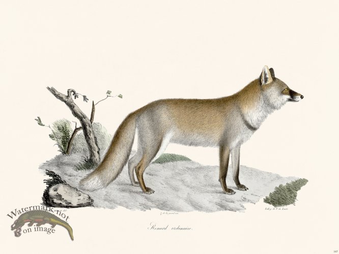 (image for) Cuvier 167 Ordinary Fox