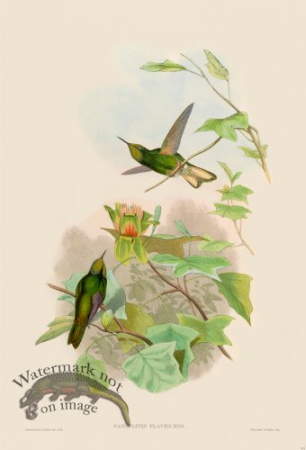 (image for) Gould Hummingbird 111