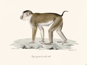 Cuvier 356 Male Pigtail Monkey