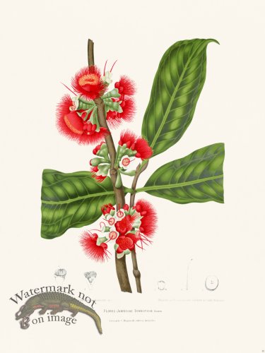 (image for) Horticulture of Java 28