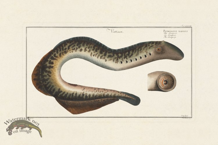 (image for) BLOCH FISH 077