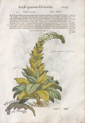 (image for) WB Botanicals 27