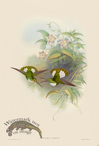 (image for) Gould Hummingbird 253