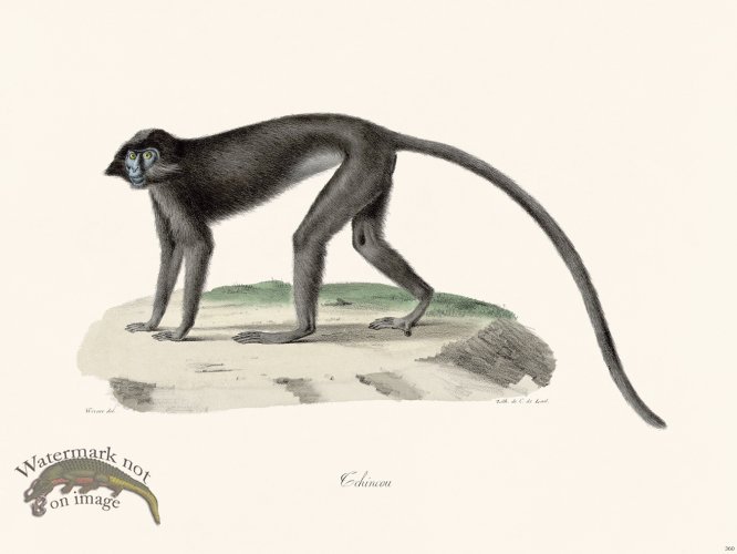 (image for) Cuvier 360 Cchincou