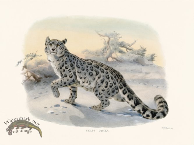 (image for) Elliot Cat 04 Snow Leopard