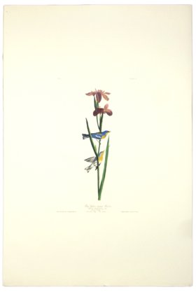 Blue Yellow Backed Warbler