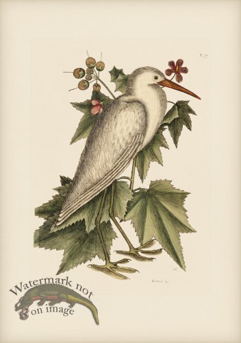 (image for) 077 Little White Heron