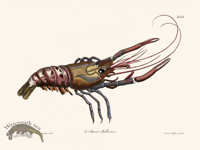 (image for) Knorr Sealife 49