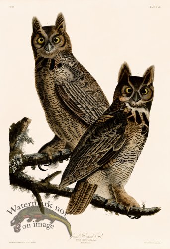 (image for) 061 Great Horned Owl 