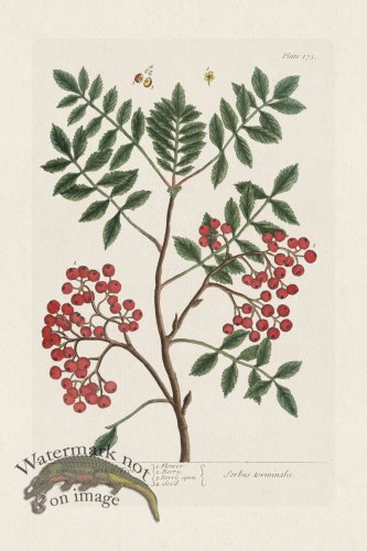 (image for) BEE 173 The Common Service Tree