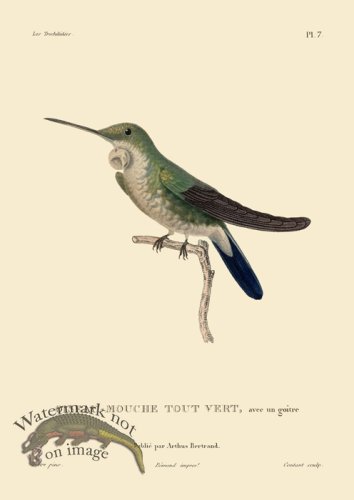 Humming Bird 07