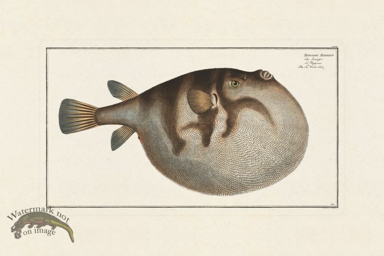 (image for) BLOCH FISH 142