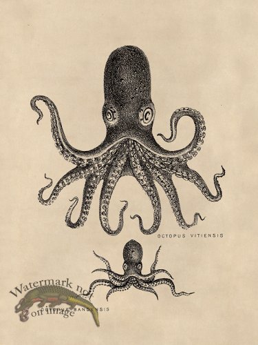 (image for) Octopus Tan 13