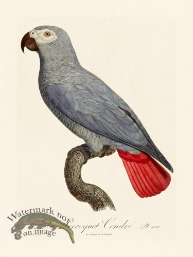 (image for) Barraband Parrot 100