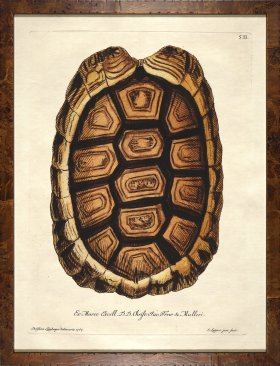 Turtle Shell Burl 04