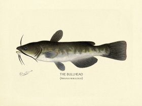 (image for) Catfish - Bullhead