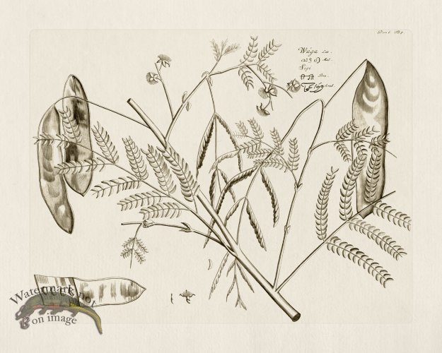 (image for) HORTUS VOl 06 05