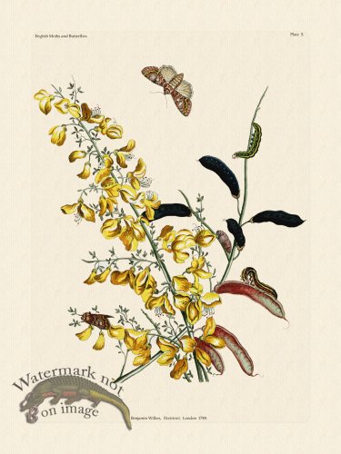 (image for) Wilkes Butterflies 006