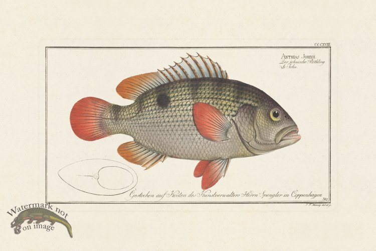 (image for) BLOCH FISH 318