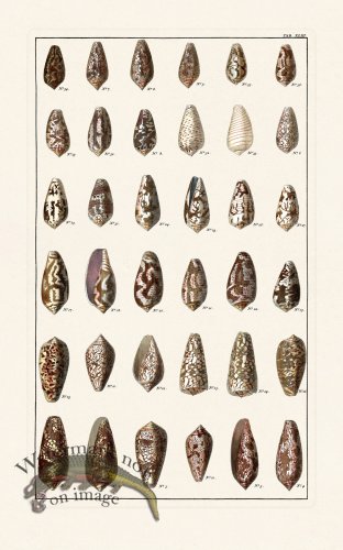 (image for) Seba B2 043