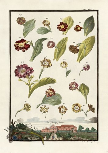 (image for) Volckamer 090